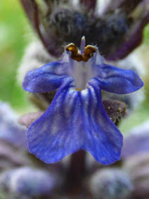 Ajuga pyramidalis